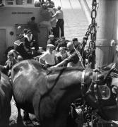 Marcel Carné sur la navette entre Quiberon et Belle-Ile arrive avec les chevaux utilisés sur le tournage de "La Fleur de l'âge" de M. Carné et J. Prévert, Belle-Ile, 1947